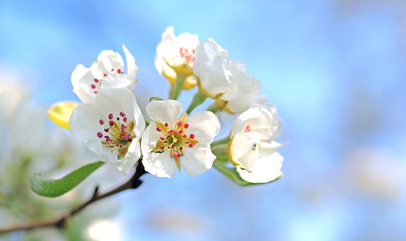 apple-blossoms-1368187__340